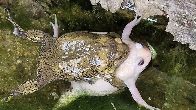 14일 대전시 동구 직동 ‘찬샘마을’에서 온몸이 흰 ‘알비노 맹꽁이’가 관찰됐다. 문광연 이사 제공