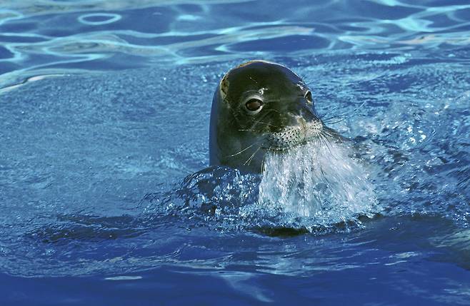 둥근 눈과 짧은 지느러미를 가진 해양 포유류 몽크물범은 뛰어난 수영 실력을 자랑한다. 주요 서식지는 그리스, 터키, 키프로스, 모리타니 해안 등이다. (사진=게티이미지)