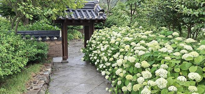 20일부터 29일까지 도초도에서 ‘섬 수국축제’ 신안군 제공