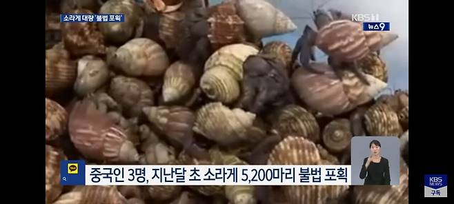 IMG_8958.jpeg "가방에서 \'바스락\'"… 일본서 소라게 5,200마리 밀반출 중국인 검거