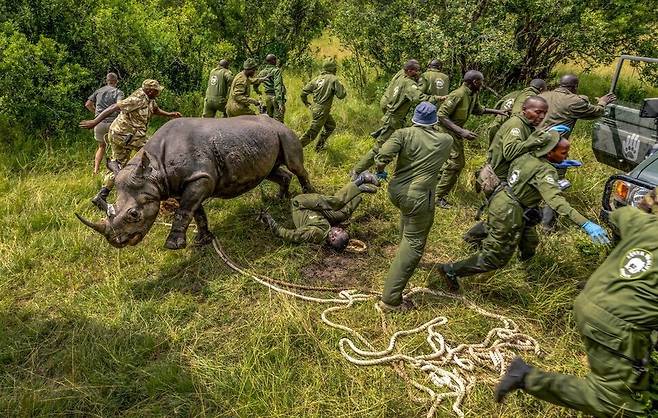 ‘인간-자연 부문 수상작’은 케나 야생동물보호구역에서 촬영된 ‘검은 코뿔소의 부활’에 돌아갔다. 아미 비탈레/빅픽처 제공
