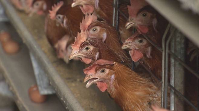 양계농가 자료 사진. (기사 내용과 연관 없음)