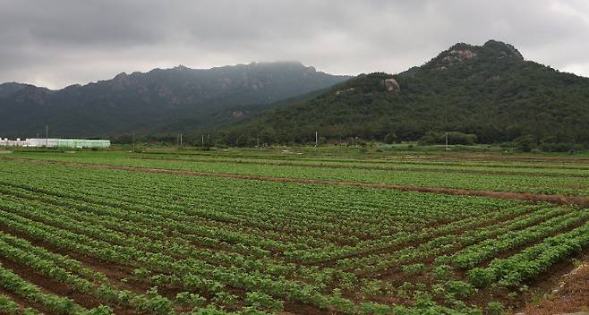 전남 영암 군서면 논콩 재배. 전라남도 제공