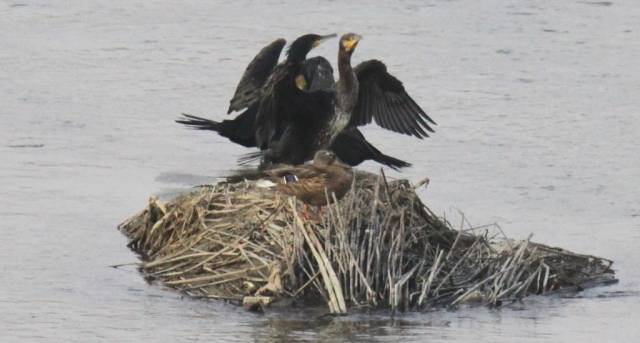 ▲날개 말리는 민물가마우지 ⓒ연합뉴스