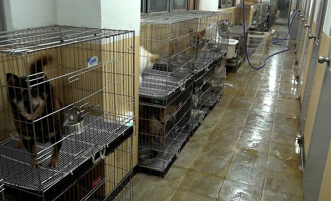 국내 대다수 공공보호소는 사진 속 동물보호센터처럼 수용 공간이 부족해 복도에도 보호 동물을 가득 채우고 있습니다. 사료를 급여하고 돌보는 데에만 급급할 뿐 검역과 치료, 입양의 선순환을 기대하기는 어려운 형편인데요. 열악한 공공보호소의 관리 수준을 끌어올리기 위한 해법으로 최근 보호동물의학(shelter-medicine)이 주목받고 있습니다. 보호소 동물의 특성과 구조·격리·관리·입양 체계 및 공공보호소 형편에 맞는 고효율의 진료를 위한 전략을 다루는 수의학의 한 분과입니다.