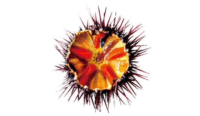 ‘성게알’은 알이 아니라 알을 만드는 생식소다. 게티이미지뱅크