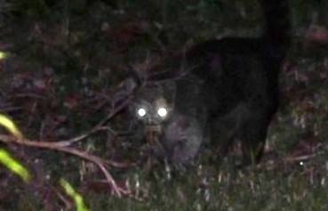 마을의 가축들이 잇따라 의문의 죽음을 당하고 있는 가운데 한 마을에서 찍은 동물 사진. 일각에서는 전설의 흡혈괴물 추파카브라라는 주장이 나왔다. 시우다다노디아리오 제공