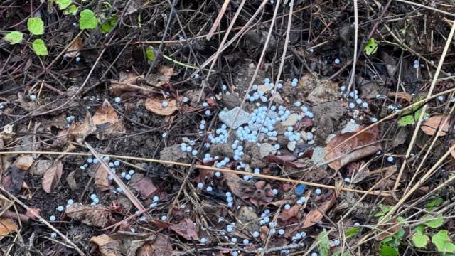 거제시 일운면 한 식당 마당에 있던 반려견들이 현역 군인 등 20대 3명이 쏜 비비탄에 맞아 크게 다쳤다. 1마리는 끝내 숨졌고 2마리는 중상을 입었다. 현장에 남은 비비탄 흔적. 비글구조네트워크 인스타그램 캡처