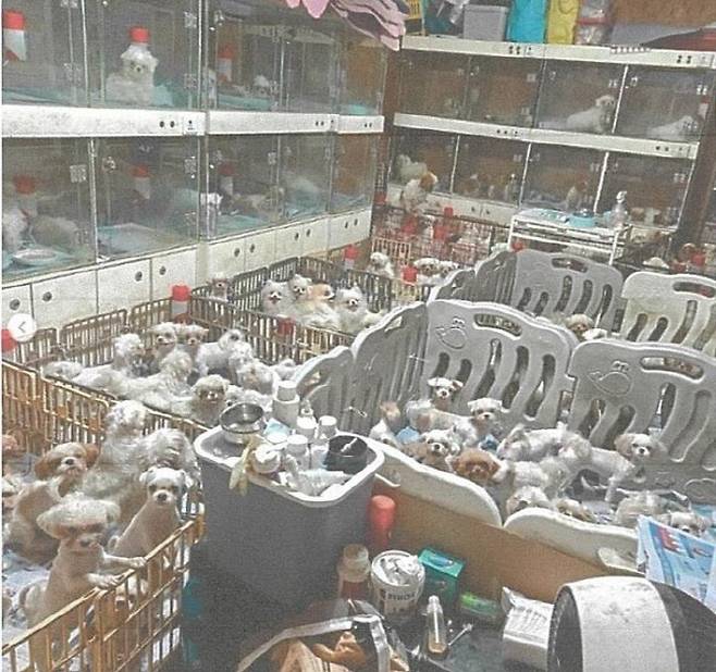 A씨 등이 운영해온 번식장 내 비좁은 공간에 강아지들이 갇혀 있는 모습. (사진=수원지검)