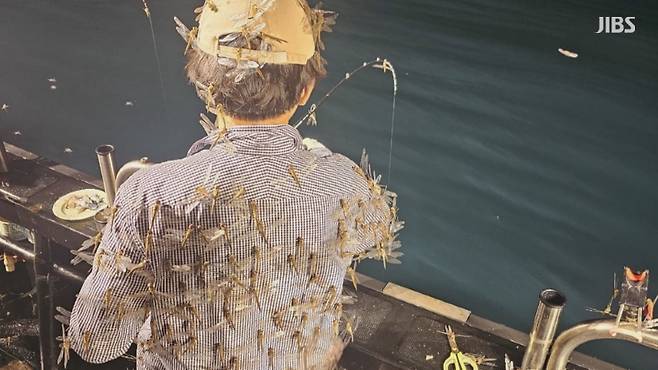 지난해 9월 제주 앞바다에서 잠자리 떼가 낚싯배를 덮친 모습