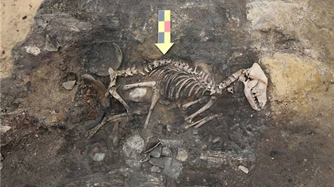 경주 월성 남성벽 부근에서 발견된 개 모습