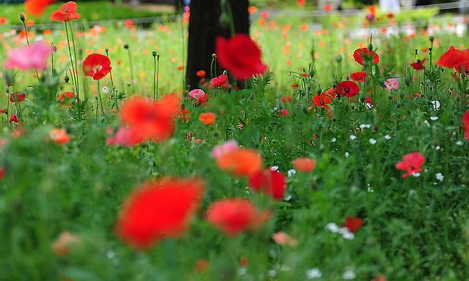 화단에 관상용 꽃양귀비가 활짝 피어있다. 연합뉴스
