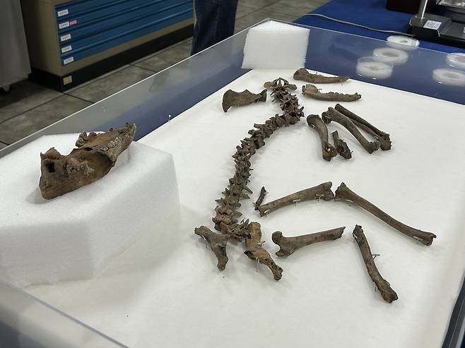 경주 월성 남성벽 출토 개 뼈 (경주=연합뉴스) 김예나 기자 = 지난 11일 경북 경주시 신라월성연구센터 숭문대에서 공개된 월성 남성벽 출토 개 뼈 모습. 국립경주문화유산연구소는 3세기 사로국 시기에 의례를 지내며 묻은 것으로 추정되는 개 뼈를 중심으로 월성 출토 개의 유전자를 분석하고 연구할 예정이다. 2025.6.18
yes@yna.co.kr