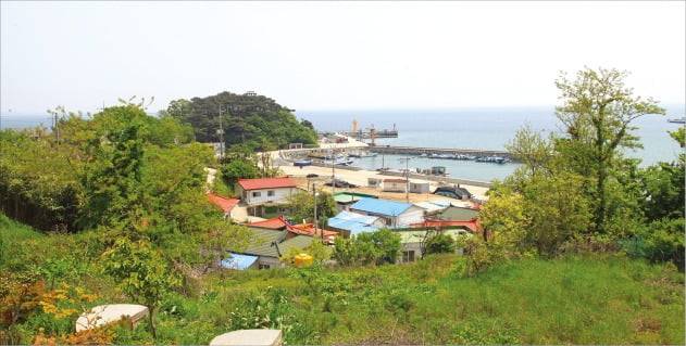 경기 화성시 우정읍에 속한 국화도는 해안 덱길을 걷다 보면 기암괴석과 해안 절벽, 그 위에 아슬하게 자란 소나무들이 장관을 이룬다. /경기관광공사 제공