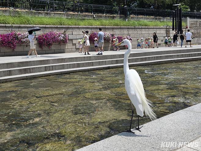 18일 오전 11시 청계천 산책로에서 중대백로 한마리가 ‘청계천 물 첨벙첨벙’ 행사에 참여하는 시민들을 구경하고 있다. 노유지 기자