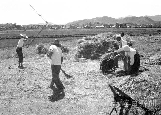 1960년대 초 경북의 한 농촌에서 농민들이 탈곡기와 도리깨질로 보리를 타작하고 있다. 사진=매일아카이빙센터