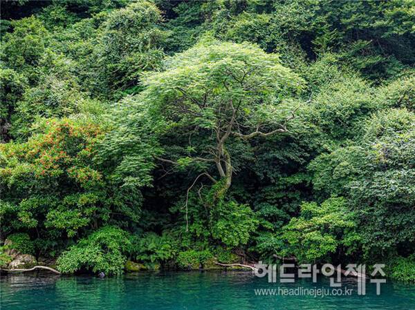 천지연 둘레 천연보호 숲. (사진=제주관광공사)
