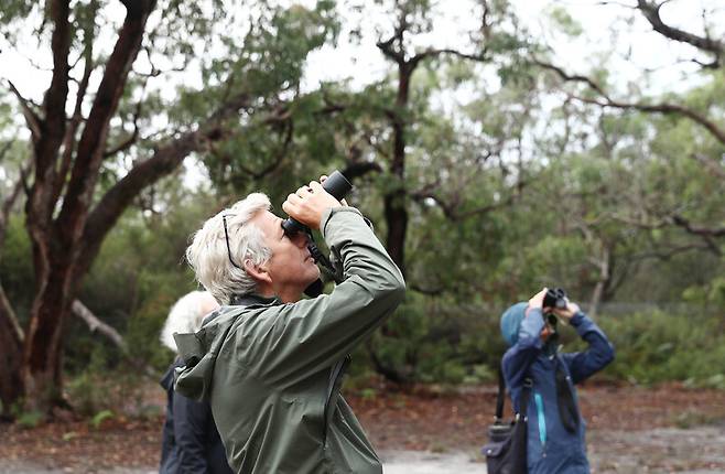 야생 코알라 서식지인 ‘레이먼드 아일랜드’의 숲에서 쌍안경으로 코알라를 찾고 있는 관광객들. 박미향 기자