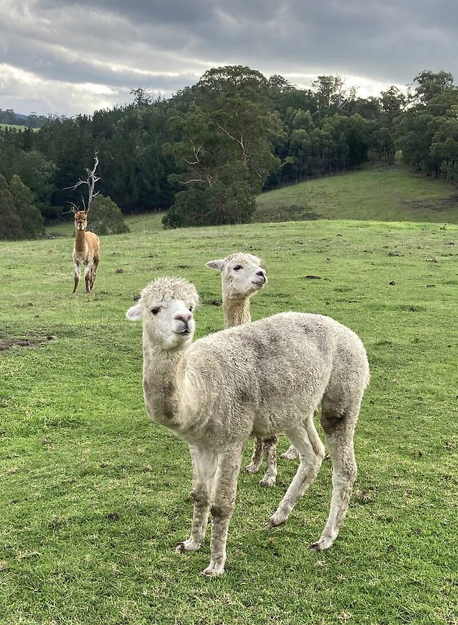‘카라정 에스테이트’를 방문하면 들판을 자유롭게 다니는 알파카 등을 볼 수 있다. 박미향 기자