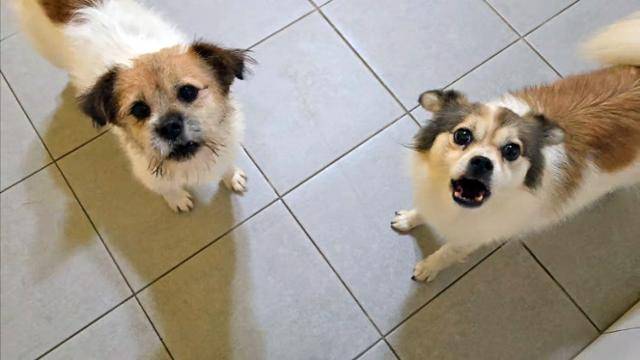 경기 남양주시 동물자유연대 '온센터'에서 보호받고 있는 '별님이'(왼쪽)와 '꽃님이'. 동그람이 정진욱