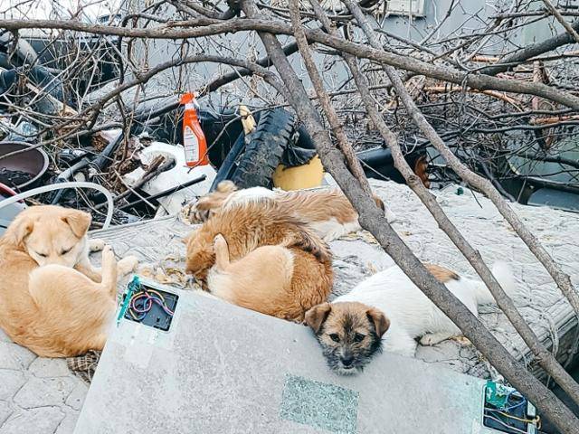 사건 이후 새끼 강아지들은 어미 개가 꽁꽁 숨기고 아빠 개만 먹을거리를 찾아 나서는 경계 활동이 이어졌다. 동물자유연대 제공