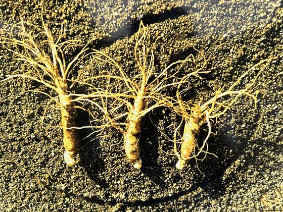 일본 도치기현 가누마에 있는 인삼중제법소 안내판에 소개된 조선 인삼(조선씨앗인삼).