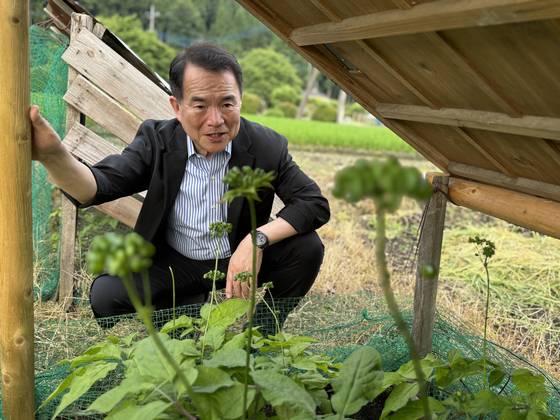 지난 12일 일본 도치기현 가누마에서 300년 넘게 전통 재래 방식으로 홀로 조선 인삼을 키우고 있는 80대 와타나베 다다시씨의 자그마한 인삼밭을 진현덕 시모쓰게 조선씨앗인삼재배방법보존협의회 회장이 둘러보며 감탄사를 연발하고 있다. 김현예 특파원