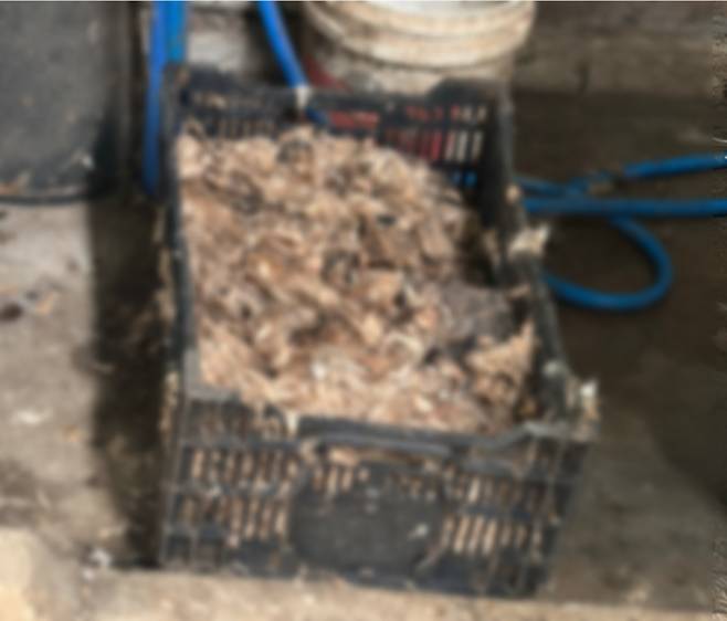 농장을 방문한 B씨가 발견한 개털이 수북이 쌓여있는 상자. B씨는 상자와 주위의 장비들을 보고 농장이 개 도살장으로 사용되고 있음을 파악했다. 독자 제공