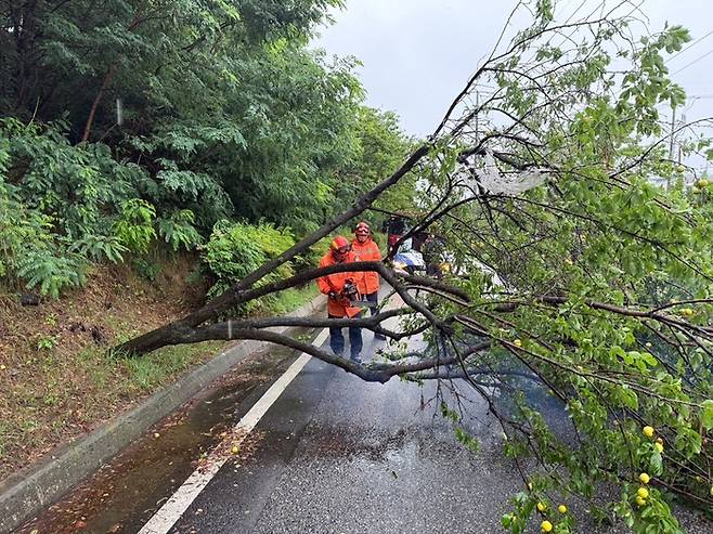 21일 장맛비와 강풍으로 도로에 나무가 쓰러지자 경북소방본부 소속 구조대원이 긴급 안전조치를 벌이고 있다. 경북소방본부 제공.