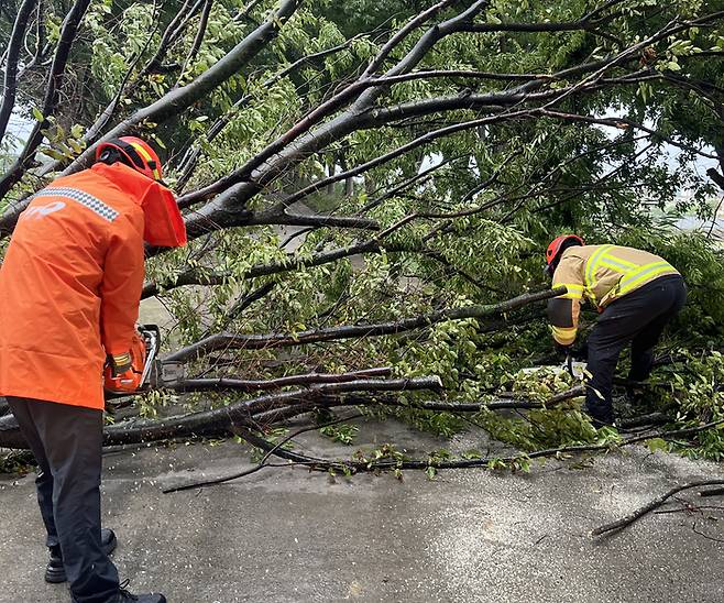 21일 오전 7시 47분쯤 강풍에 쓰러진 가로수가 도로를 막자 대구소방 소속 대원들이 긴급 출동해 전기톱으로 가지를 자르며 안전조치를 시행하고 있다. 대구소방안전본부 제공