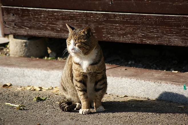 최근 동물보호단체에는 이처럼 아파트 관리규약이나 법을 근거로 돌봄 활동을 위축시키려 한다는 제보가 잇따르고 있다(사진 이미지투데이). ⓒ 뉴스1