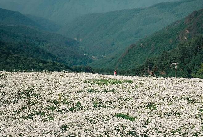6월부터 7월은 샤스타데이지가 제철이다. 강원도 평창과 횡성으로 로맨틱한 여행을 떠나보자. 사진은 평창 육백마지기의 샤스타데이지 평원. /사진=한국관광공사