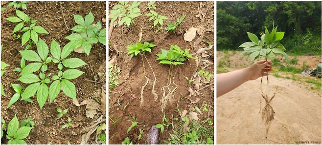 진삼애의 산양삼 캐기 체험. /사진=한국관광공사