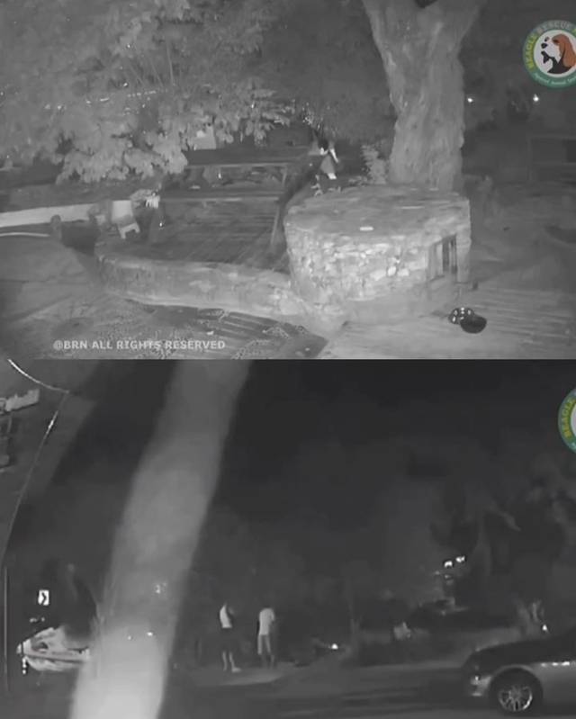 지난 8일 경남 거제에서 군인 2명과 민간인 1명이 반려견 4마라에게 수백발의 비비탄을 난사해 1마리를 살해하고 2마리는 중상, 나머지 1마리는 극심한 트라우마에 시달리게 했다. 사건 현장 CCTV 영상 캡처.비글구조네트워크 인스타그램