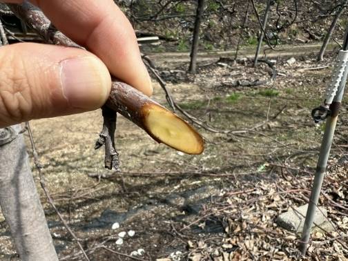 산불피해 사과나무 가지 절단면. 경북도농업기술원