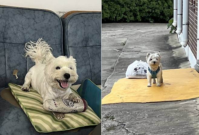 집안과 마당을 자유롭게 다니며 지내는 까멍(심서현 제공) ⓒ 뉴스1