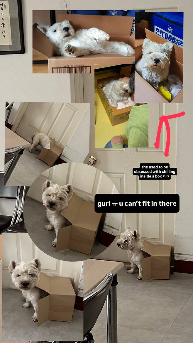 까멍이의 박스 사랑(심서현 제공) ⓒ 뉴스1