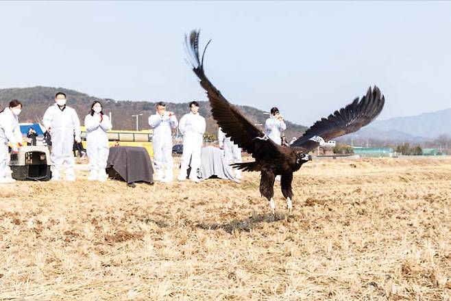 효성이 김해 화포천습지에서 독수리를 방사하는 모습 ⓒ효성그룹 제공