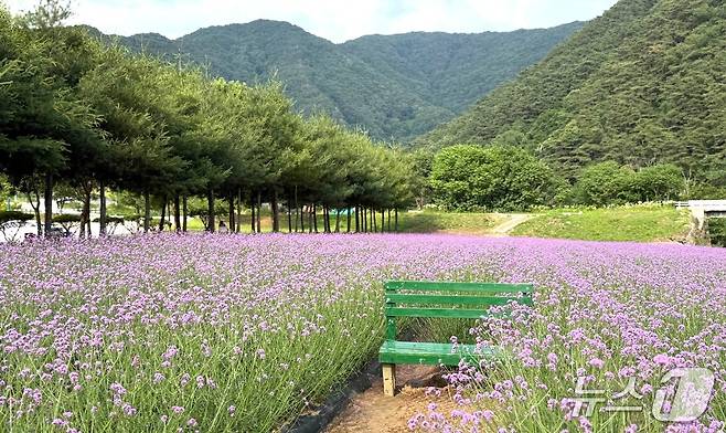 단양군 가곡면 고운골 버베나 꽃밭.(단양군 제공, 재판매 및 DB금지) /뉴스1
