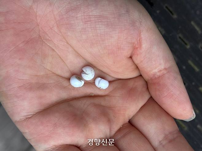 사건에 사용한 비비탄. 독자 제공