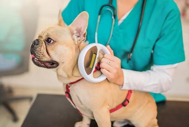 전국적으로 반려동물을 등록하지 않은 소유자에 대한 집중단속이 시작됩니다. 가까운 동물병원 등을 방문해 동물등록을 서두르세요! 사진은 리더기를 활용해 내장형 동물등록칩을 확인하는 모습. 미 아메리칸캔넬클럽