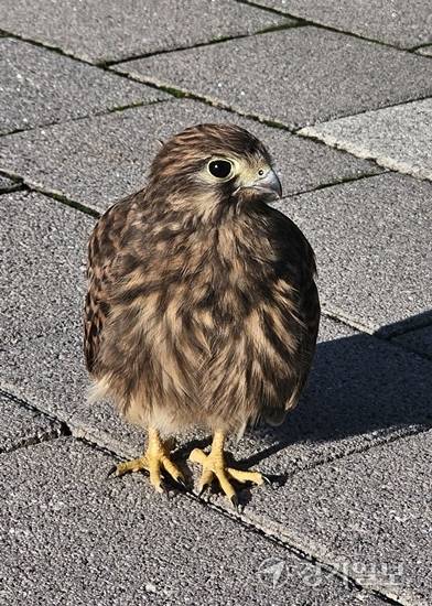 평택 통복동 한 아파트단지 내 공원에서 천연기념물인 황조롱이가 둥지에서 떨어져 인근을 배회하고 있다. 윤동현기자