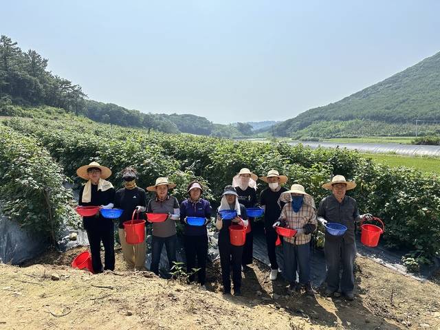 고창군 공음면 직원들이 농촌 일손돕기 봉사활동에 참여하고 있다. 사진제공=고창군