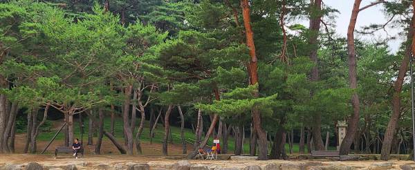 24일 오전 내성천이 휘돌아가는 선몽대를 찾은 한 관광객이 송림 벤츠에 앉아 사색에 잠겨 있다.