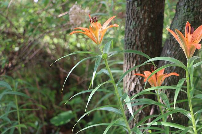 백두산 날개하늘나리.