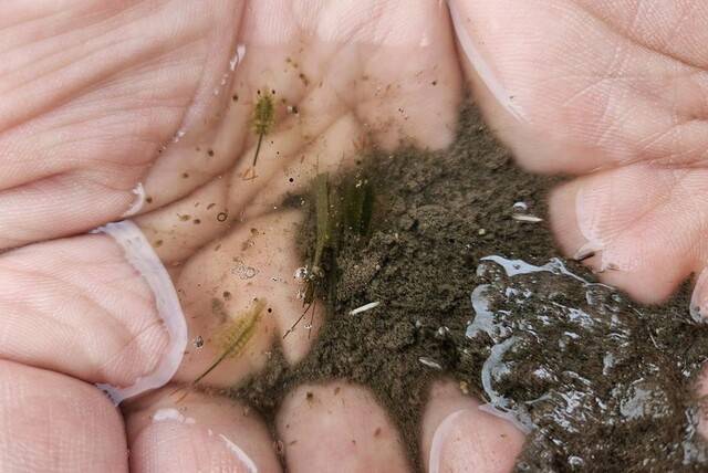 풍년새우. 장흥군