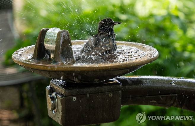 식수대에서 더위를 식히는 새 (뉴욕 AFP=연합뉴스) 23일(현지시간) 뉴욕 맨해튼의 식수대에서 새가 더위를 식히고 있다. 2025.6.23 photo@yna.co.kr