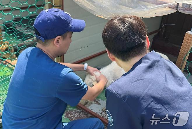 수의사들이 동물보호소에서 봉사를 하고 있다(경기도수의사회 제공) ⓒ 뉴스1