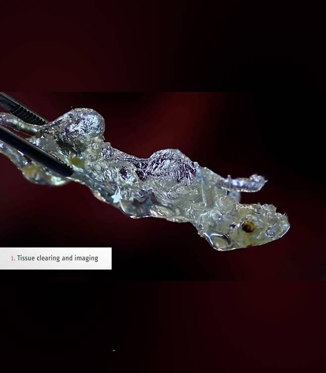 에르튀르크 교수는 쥐의 전신을 완전히 투명화해 세포 단위까지 세세히 들여다보는 데 성공했다. 이 기술은 암세포가 어디까지 퍼질 수 있는지, 바이러스는 어디까지 침투가능한지, 백신을 나르는 캡슐입자가 어디까지 파고들 수 있는지 다 볼 수 있다. 사진 헬름홀츠 연구소