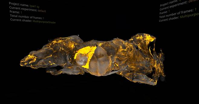 투명 쥐의 몸을 스캔하면 모든 장기의 신경의 모양새와 연결망까지 낱낱이 드러난다. 사진 헬름홀츠 연구소
